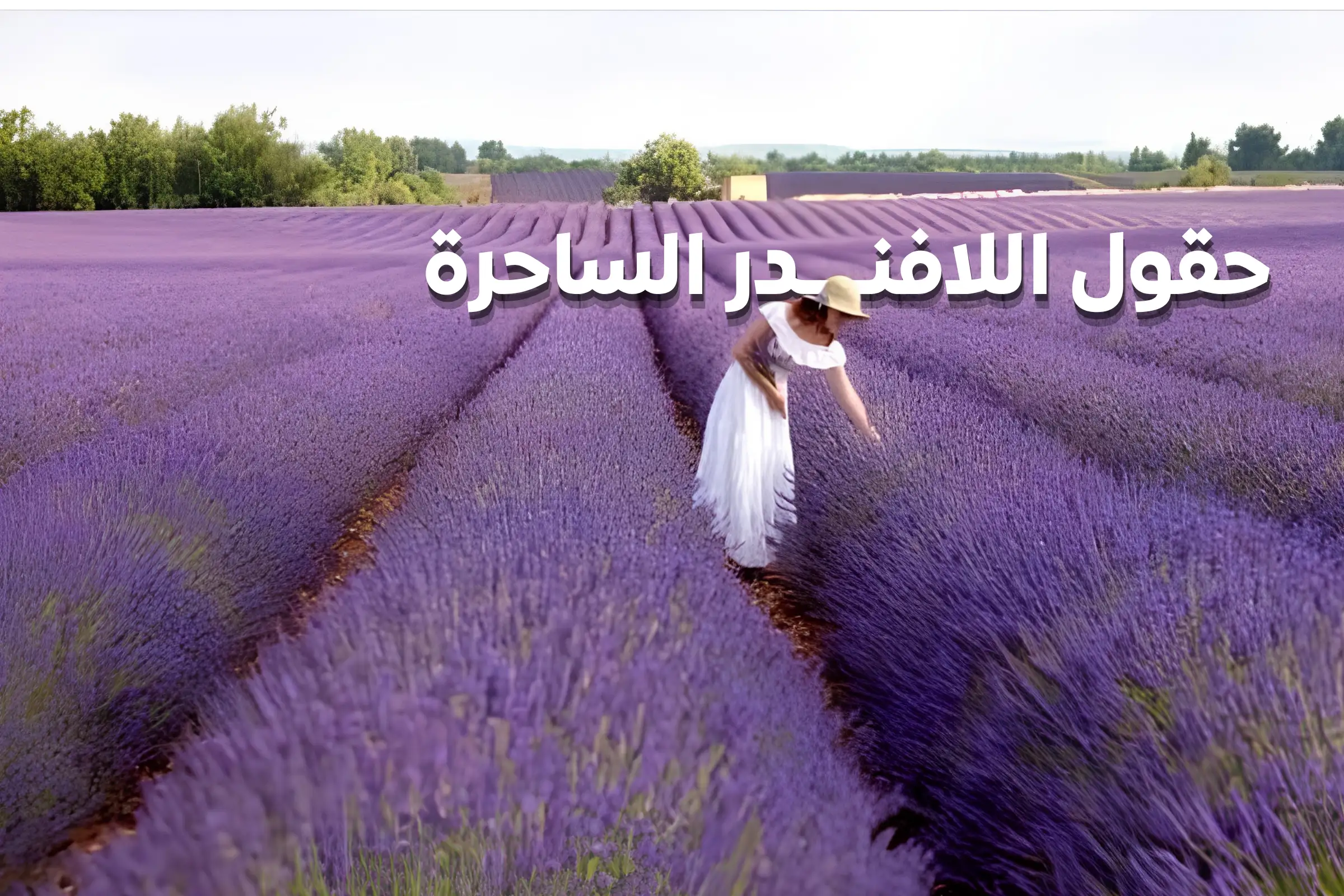 جولة حقول اللافندر وبحيرة سالدا في انطاليا
