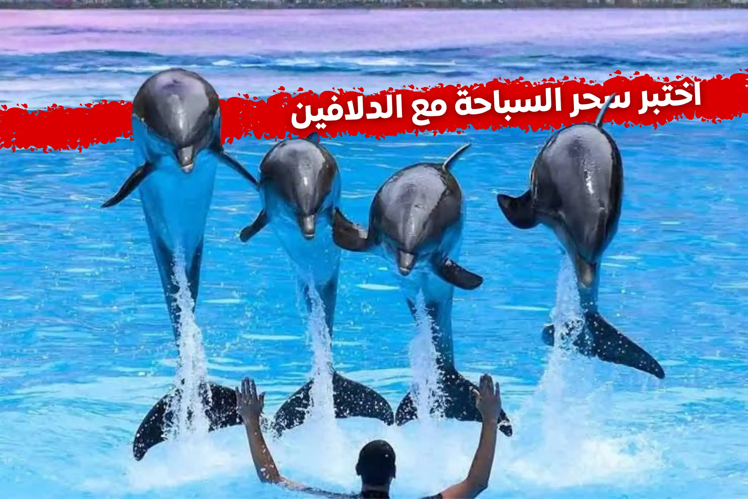 رحلة السباحة مع الدلافين في أنطاليا